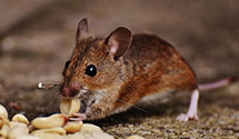 24 Hour & Emergency Exterminators in Seven Devils, NC